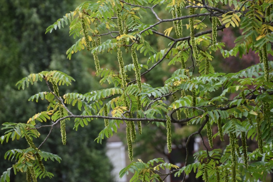 Al geel... - Planten - 