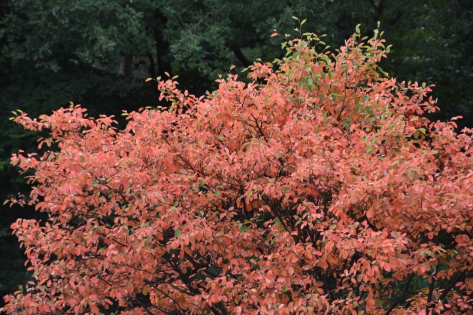 Al gekleurd - Planten - 