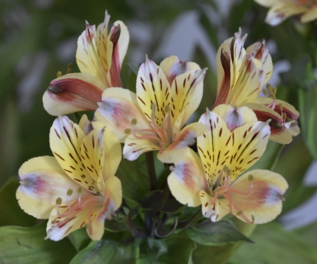 Alstroemeria