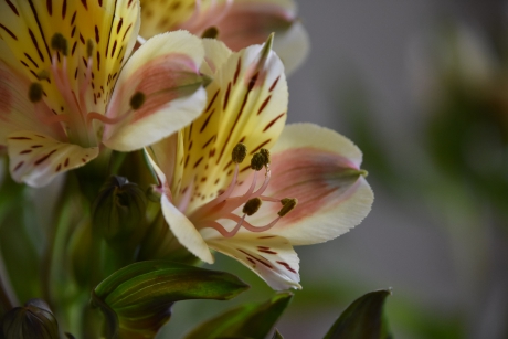 Alstroemeria