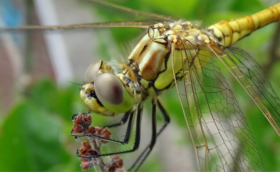 Alziende-ogen - Geleedpotigen - Libelle ?