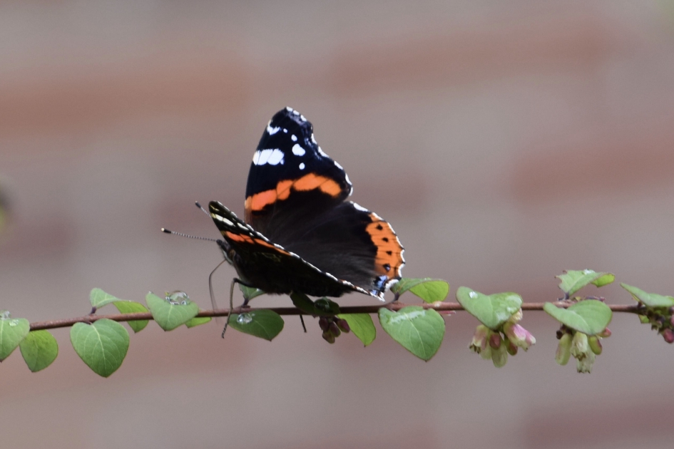 Balanceren 3 - Geleedpotigen - 