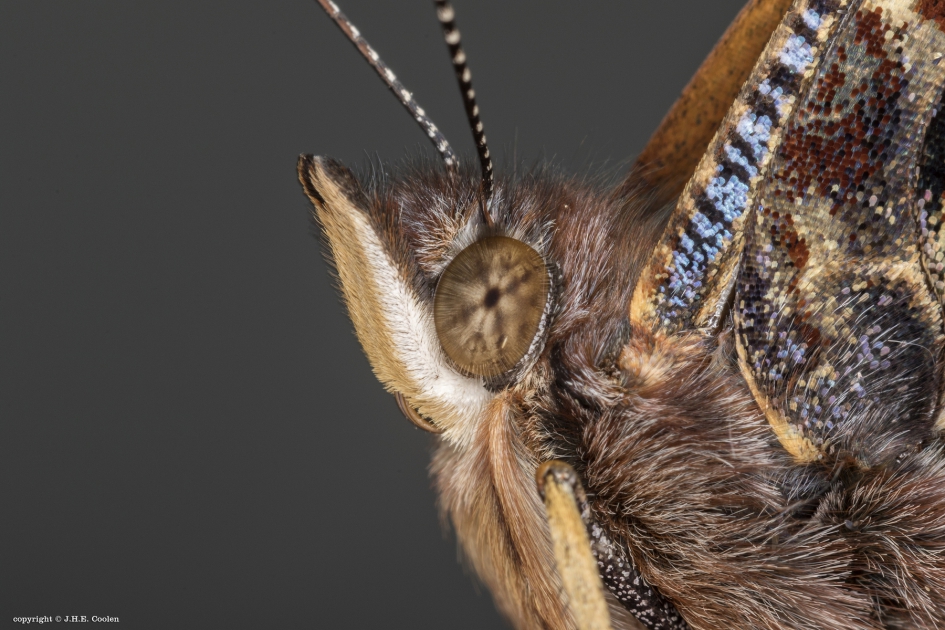 Atalanta - Geleedpotigen - Atalanta of admiraalvlinder