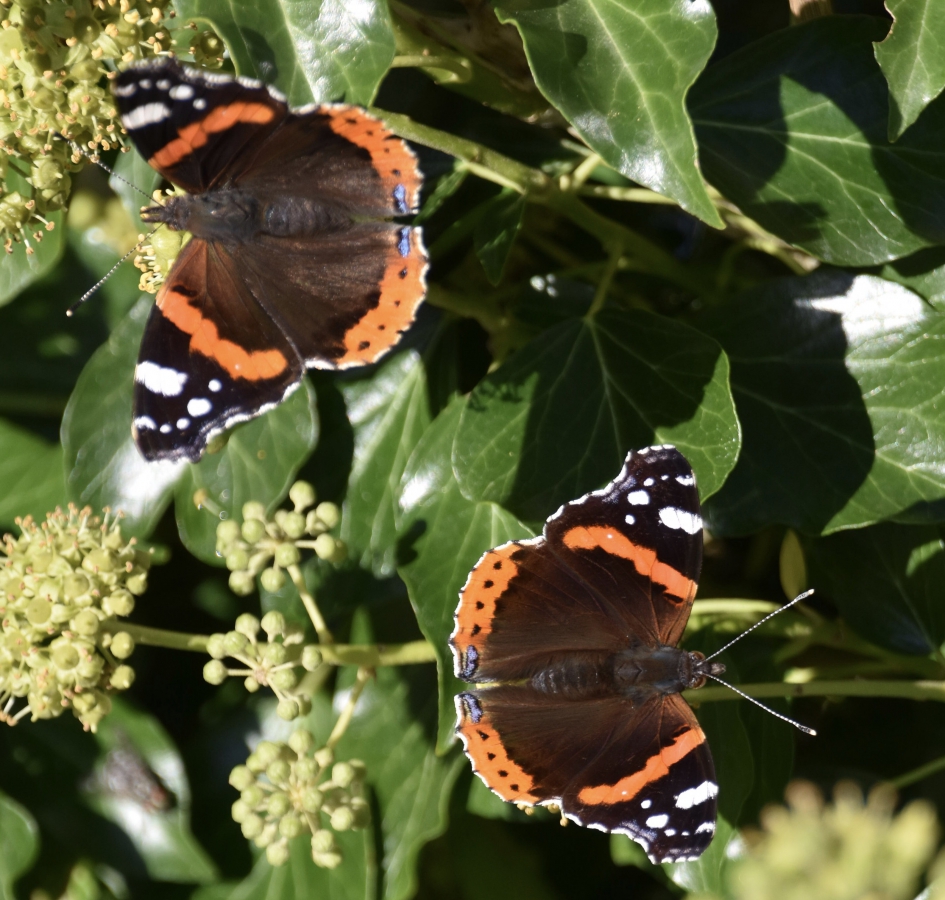 Atalanta’s - Geleedpotigen - 