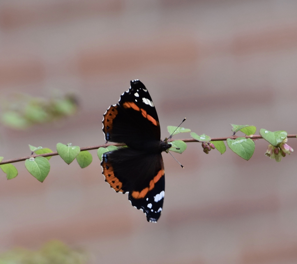 Balanceren 2 - Geleedpotigen - 