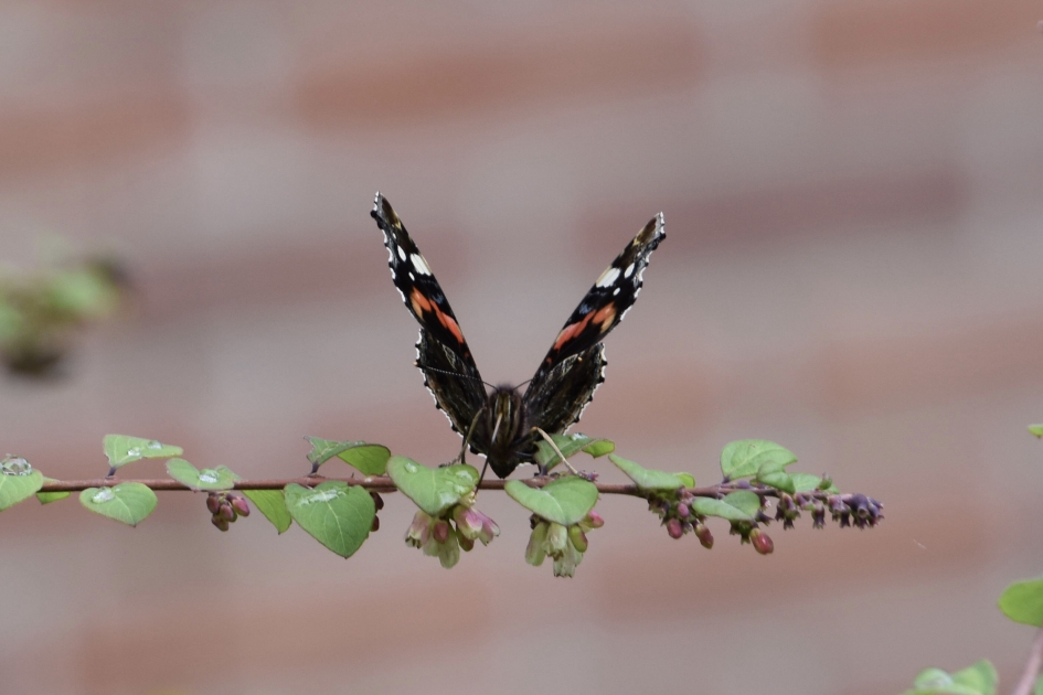 Balanceren - Geleedpotigen - 