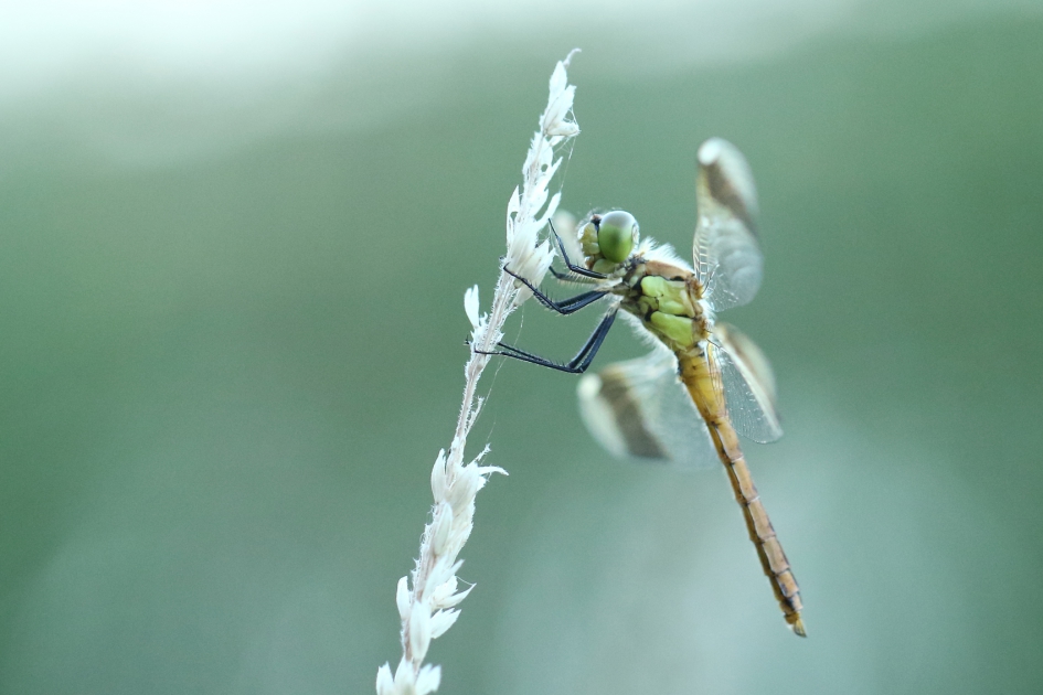 bandheidelibel -v- - Geleedpotigen - 