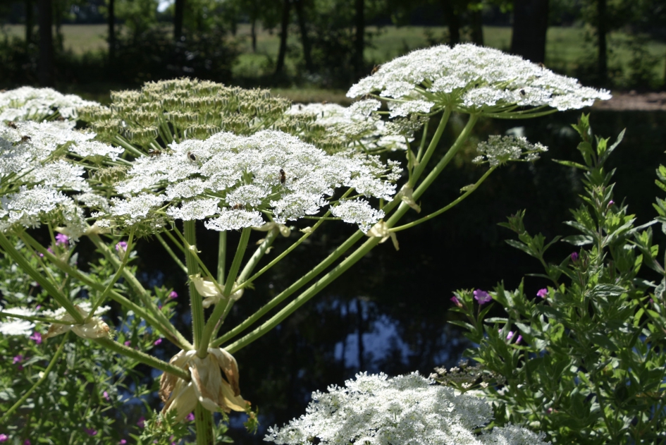 Berenklauw - Planten - 