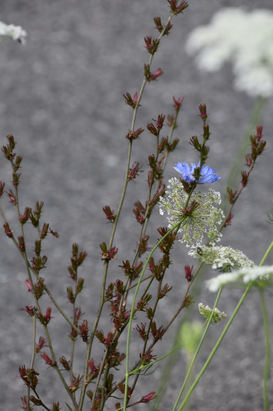 Bermbloemen - Planten - 