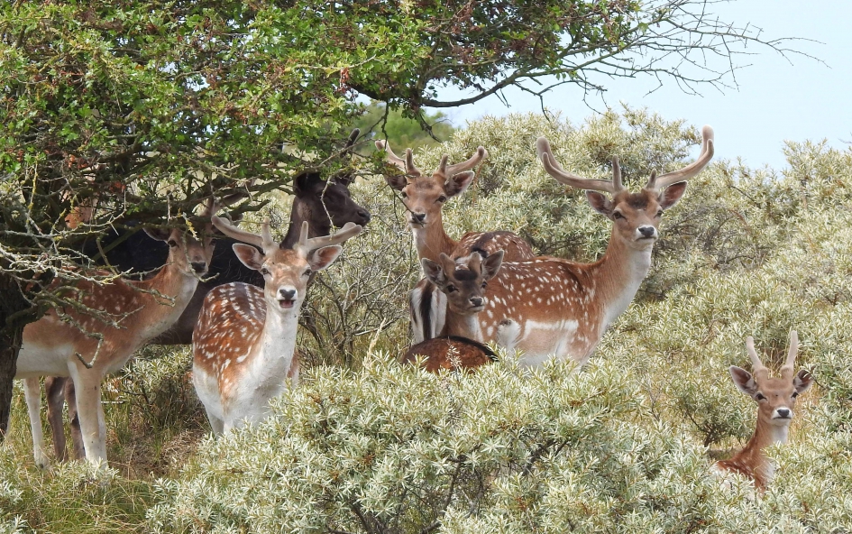 Besloten feestje (alleen voor mannen) - Zoogdieren - Damhert