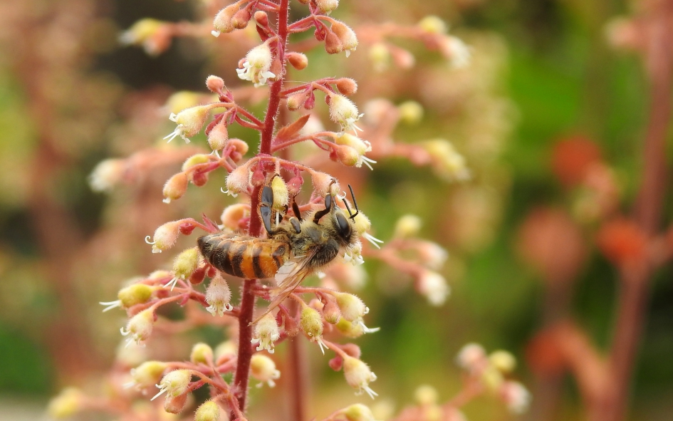 Bezige bij - Geleedpotigen - Honingbij