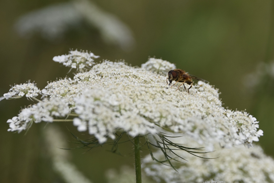 Bezoek op de wilde peen - Geleedpotigen - 