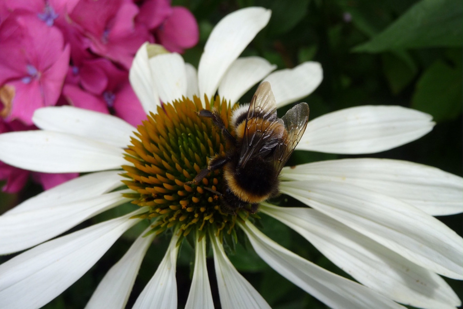 Bezoek op de witte zonnehoed - Planten - 