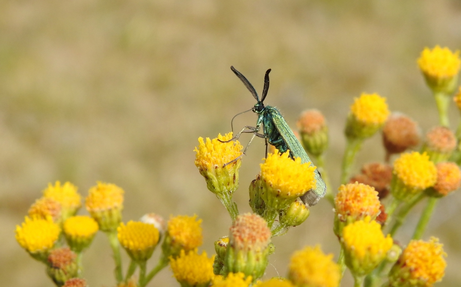 Bijtanken - Geleedpotigen - Metaalvlinder