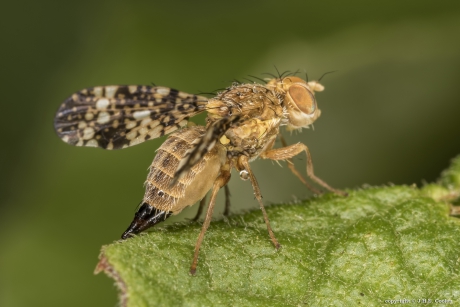 Bijvoetboorvlieg (Oxyna parietina)