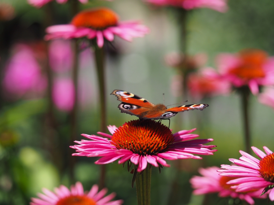 Bijzonder perspectief - Geleedpotigen - Dagpauwoog