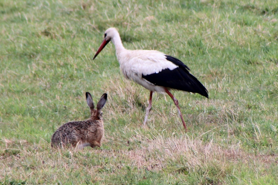 Bijzondere ontmoeting in het weiland - Vogels - Ooievaar
