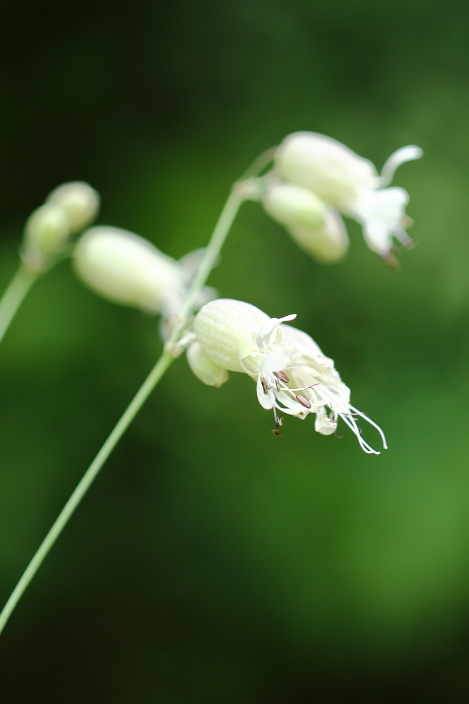 blaassilene - Planten - 