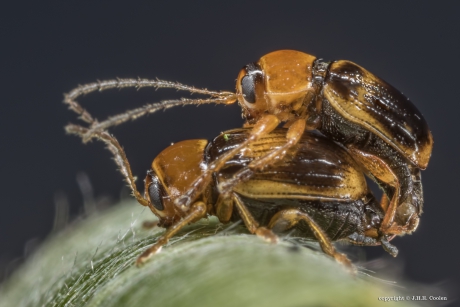 Bladhaantje (Cryptocephalus pusillus)