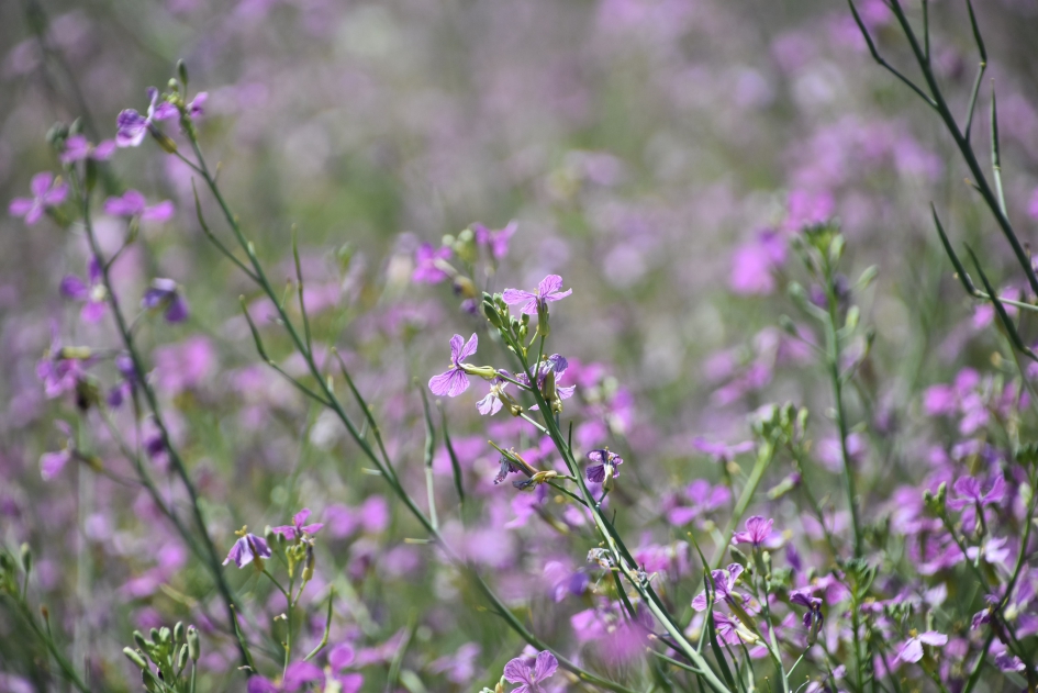 Bladrammenas - Planten - 