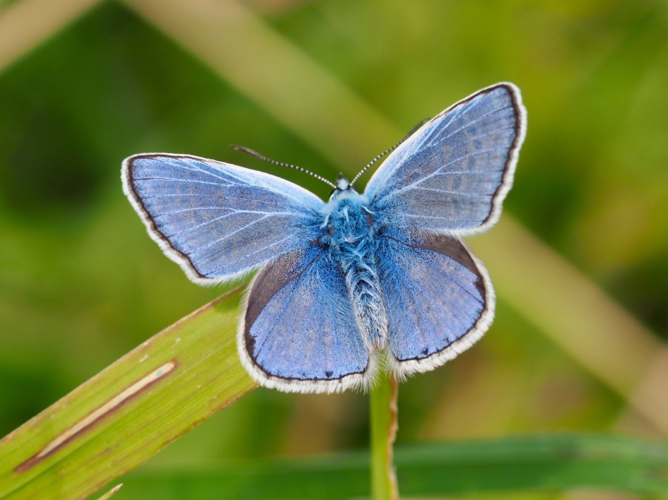 Blauw met een zwart randje - Geleedpotigen - Icarusblauwtje