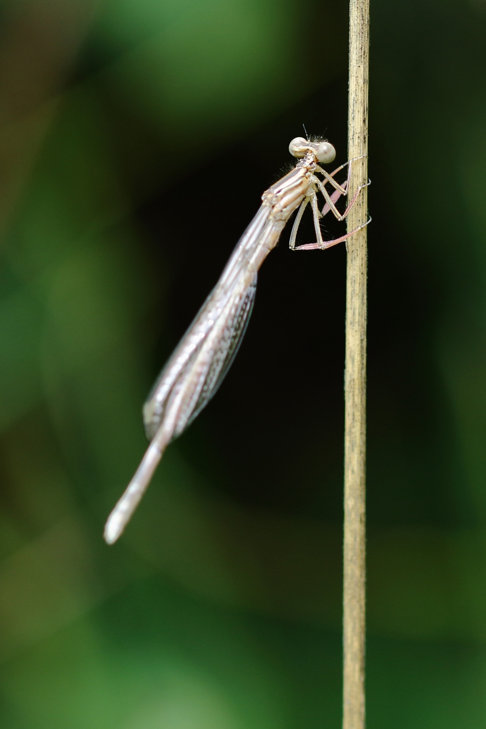 blauwe breedscheenjuffer -v- - Geleedpotigen - 