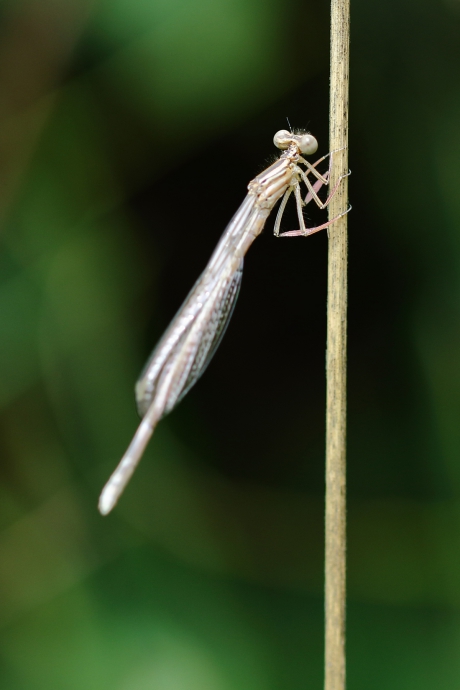 blauwe breedscheenjuffer -v-