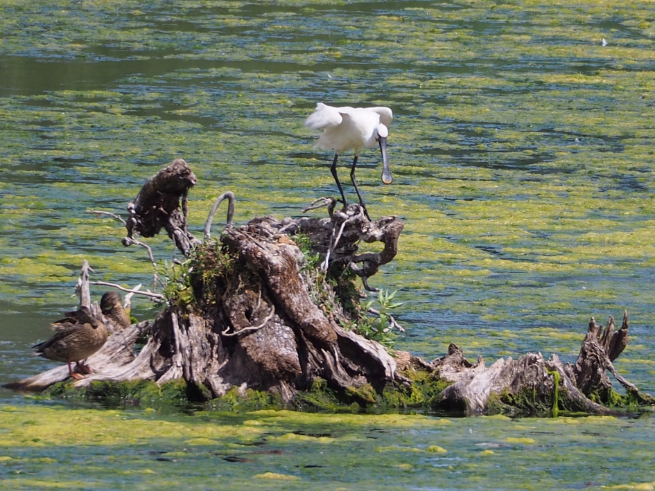 Blauwe kamer - Vogels - Lepelaar
