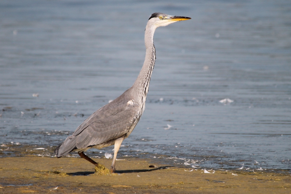 Blauwe Reiger - Vogels - Blauwe Reiger