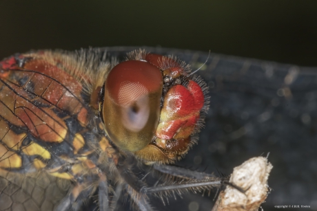 Bloedrode heidelibel