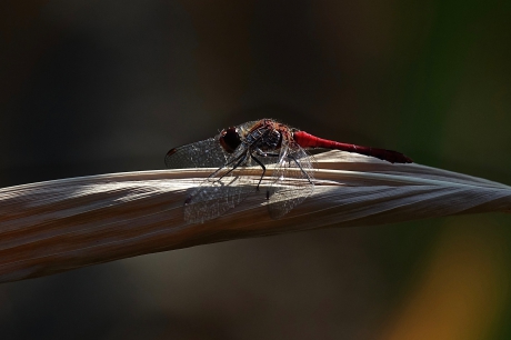 Bloedrode heidelibel