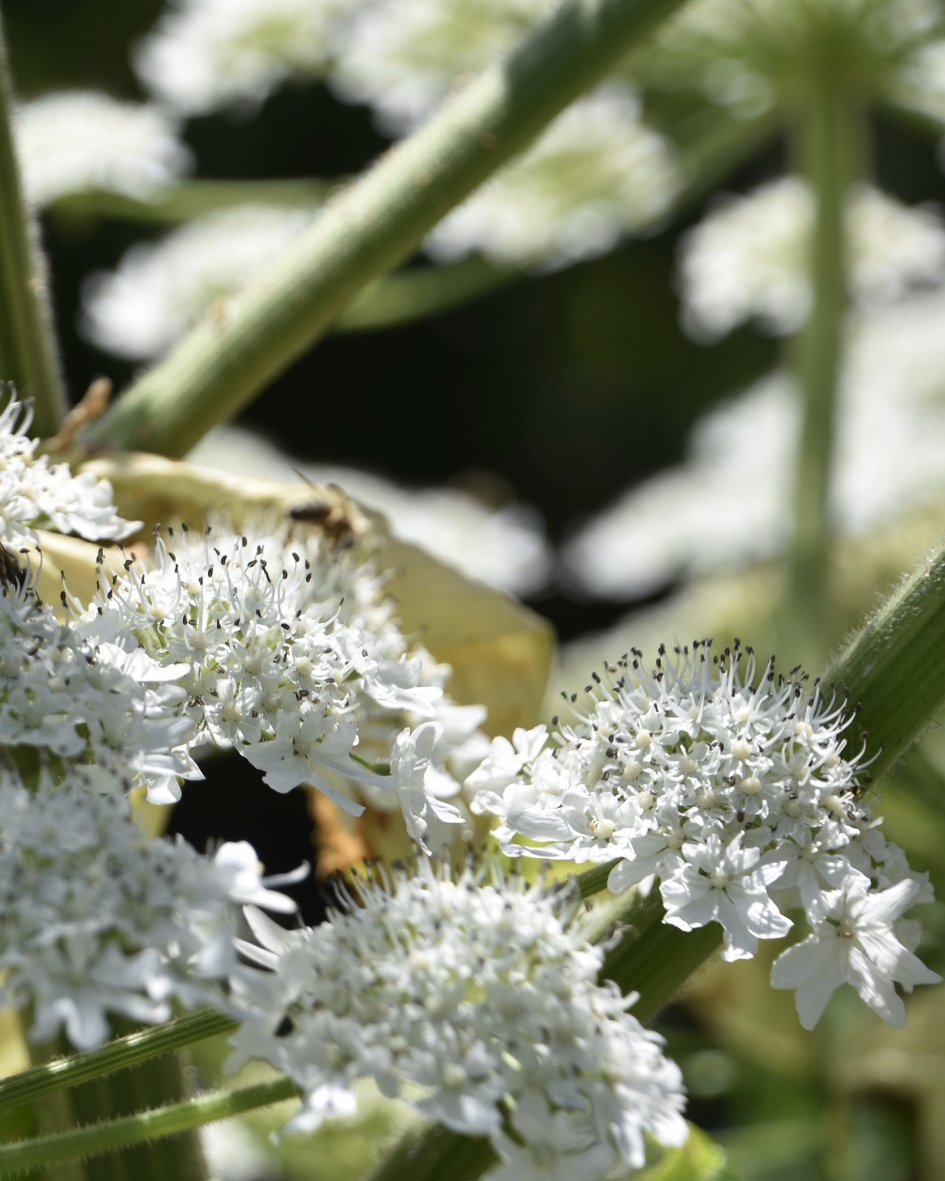 Bloem van de berenklauw - Planten - 
