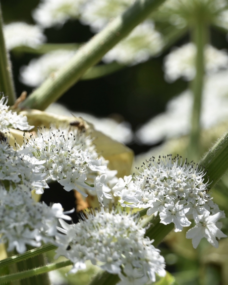 Bloem van de berenklauw