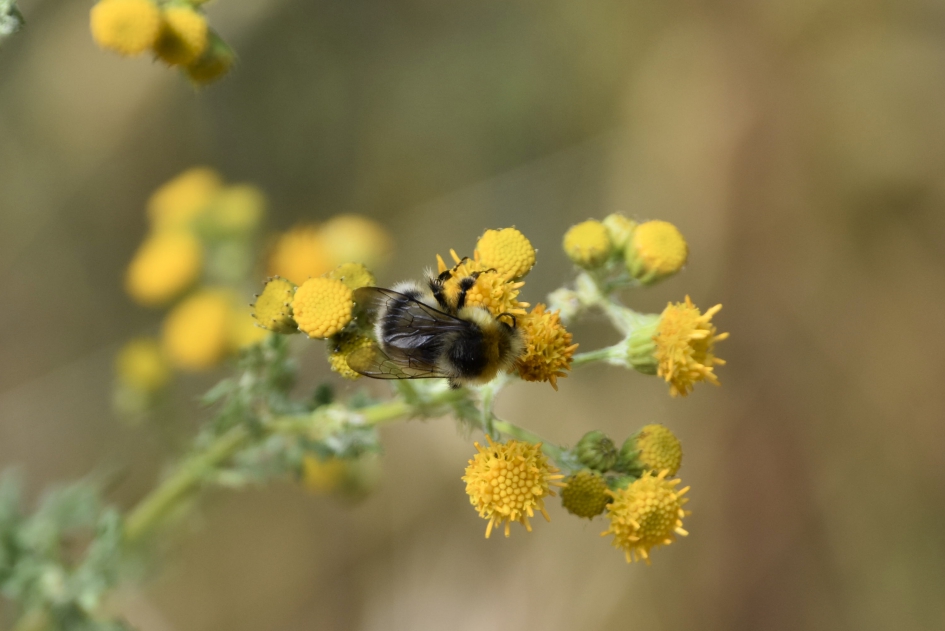 Boerenwormkruid met hommel - Geleedpotigen - 