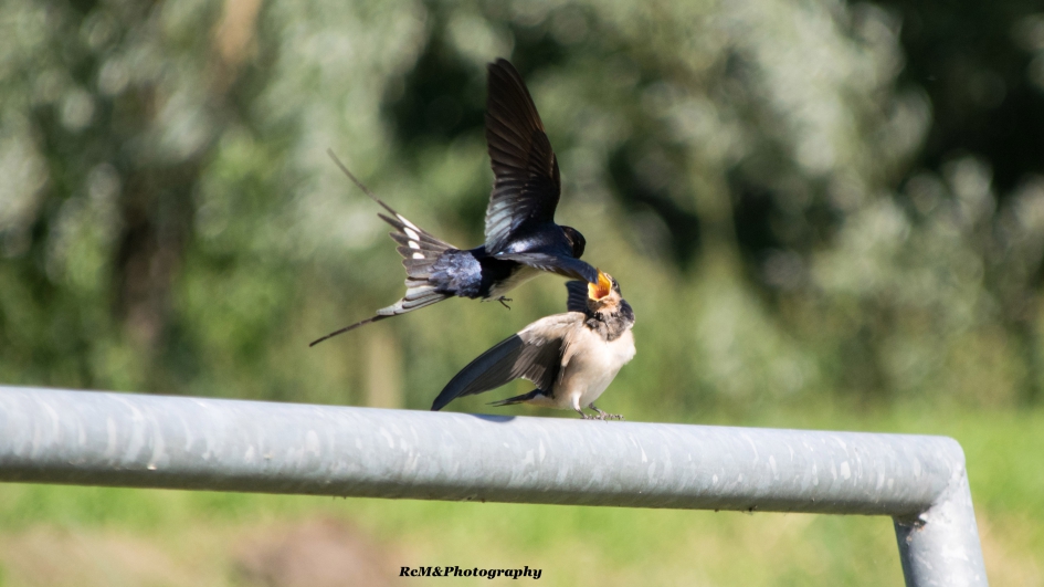 Boerenzwaluw. - Vogels - Boerenzwaluw.