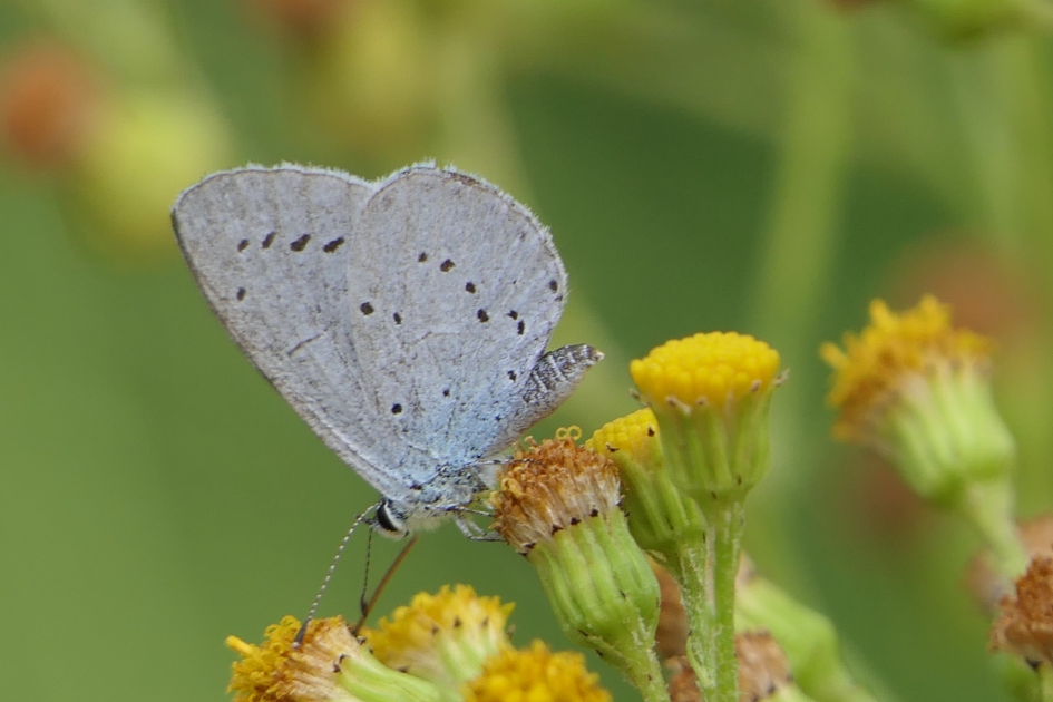 Boomblauwtje - Geleedpotigen - Boomblauwtje