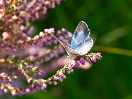 Boomblauwtje opent zich