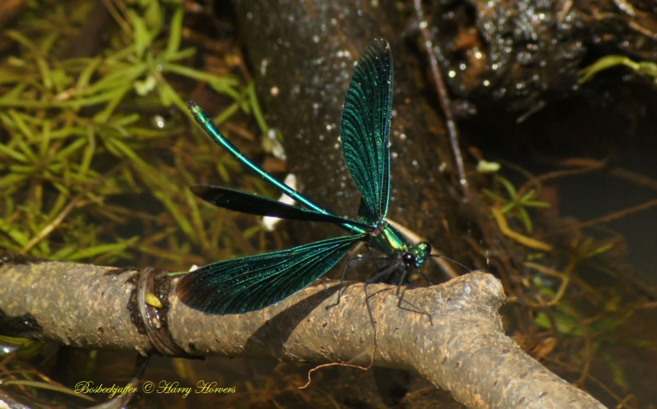 Bosbeekjuffer - Geleedpotigen - Bosbeekjuffer