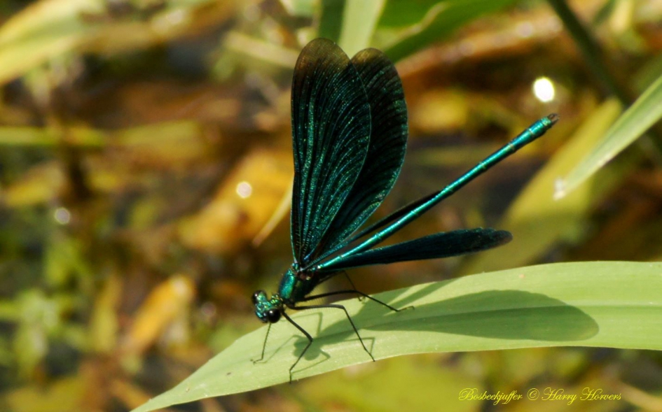 Bosbeekjuffer - Geleedpotigen - Bosbeekjuffer
