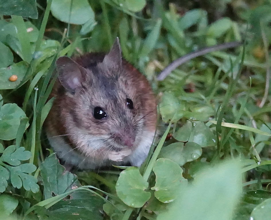 Bosmuis - Zoogdieren - Bosmuis