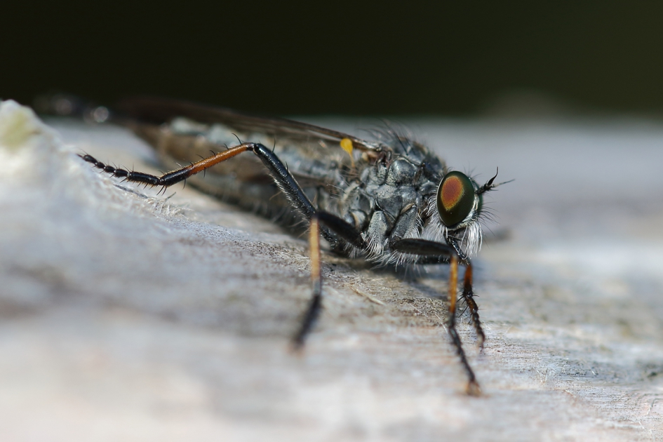 bosrandroofvlieg -m- - Geleedpotigen - 