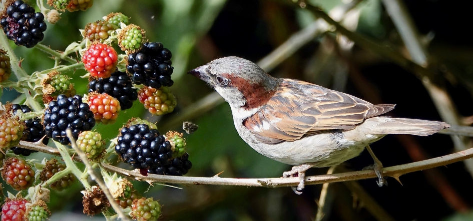Bramentijd - Vogels - Huismus