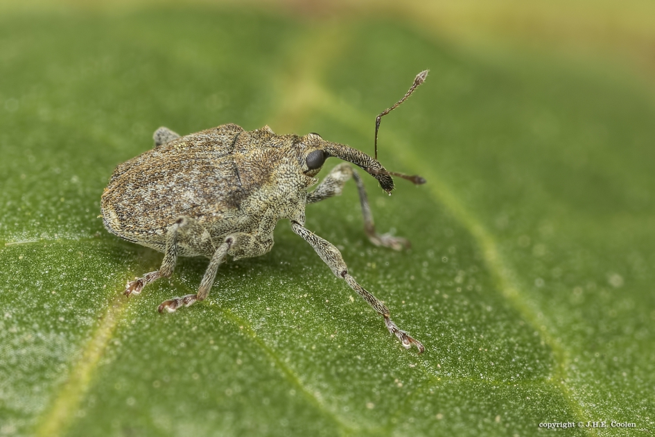 Brandnetelboorder - Geleedpotigen - Brandnetelboorder