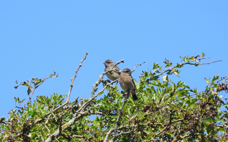 Broer en zus - Vogels - Roodborsttapuit