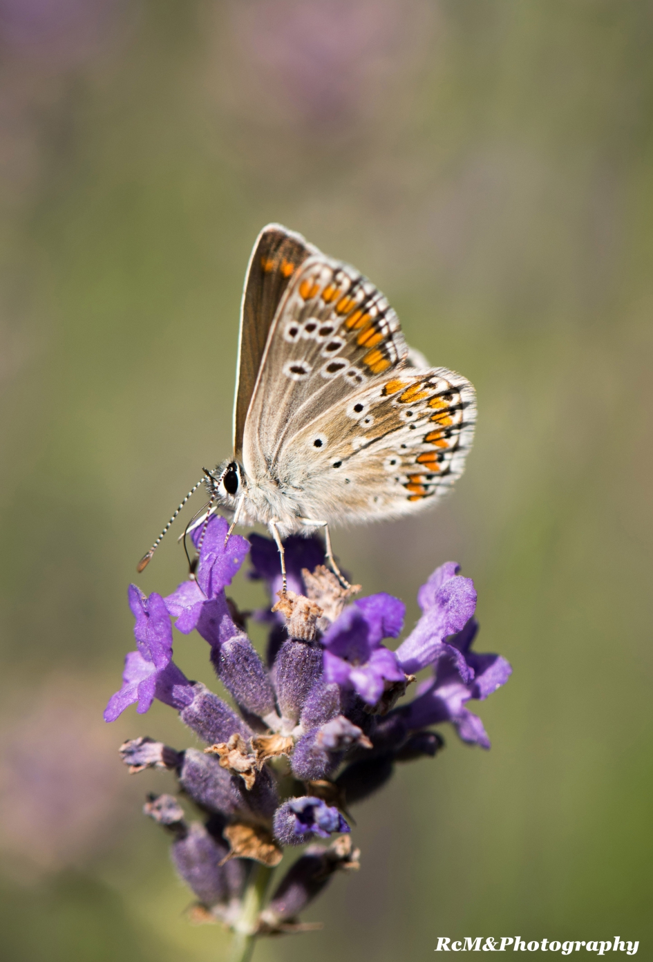 Bruin blauwtje. - Geleedpotigen - Bruin blauwtje.