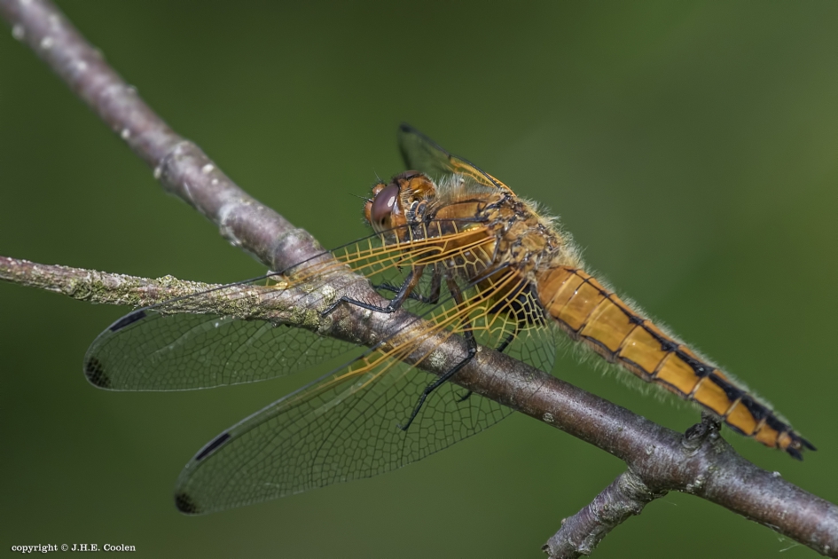 Bruine korenbout (Libellula fulva) - Geleedpotigen - Bruine korenbout