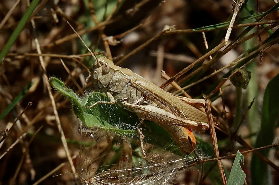 Bruine sprinkhaan - Geleedpotigen - Bruine sprinkhaan