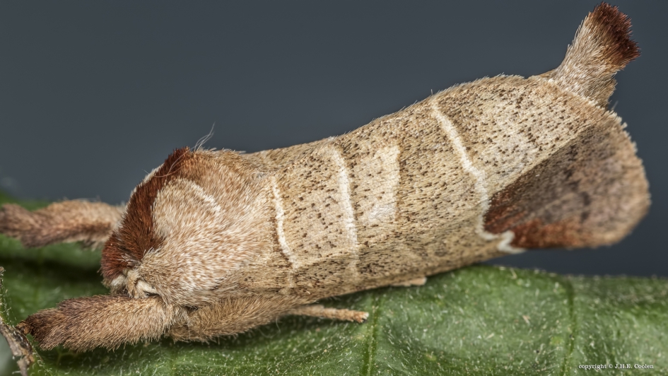 Bruine wapendrager - Geleedpotigen - Bruine wapendrager