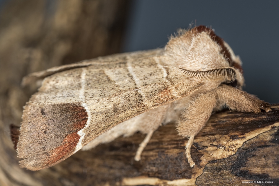 Bruine wapendrager - Geleedpotigen - Bruine wapendrager