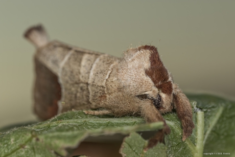 Bruine wapendrager (Clostera curtula)
